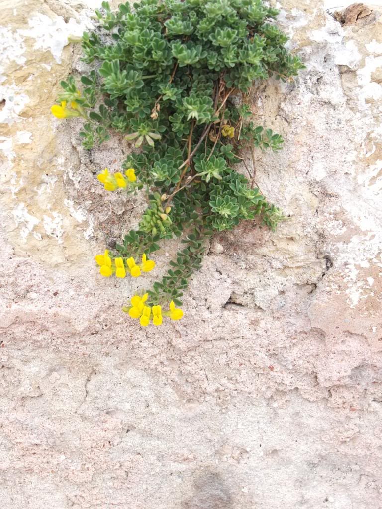 flori la Antibes (c) soringabrielbadea immobiler neuf antibes