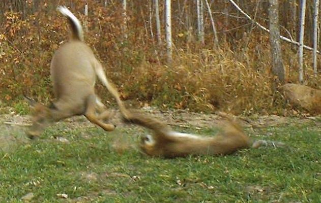 croppedbobcat_zps65e1c40f.jpg