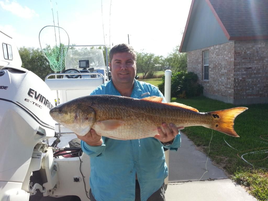  photo bull_zps4e8c519a.jpg