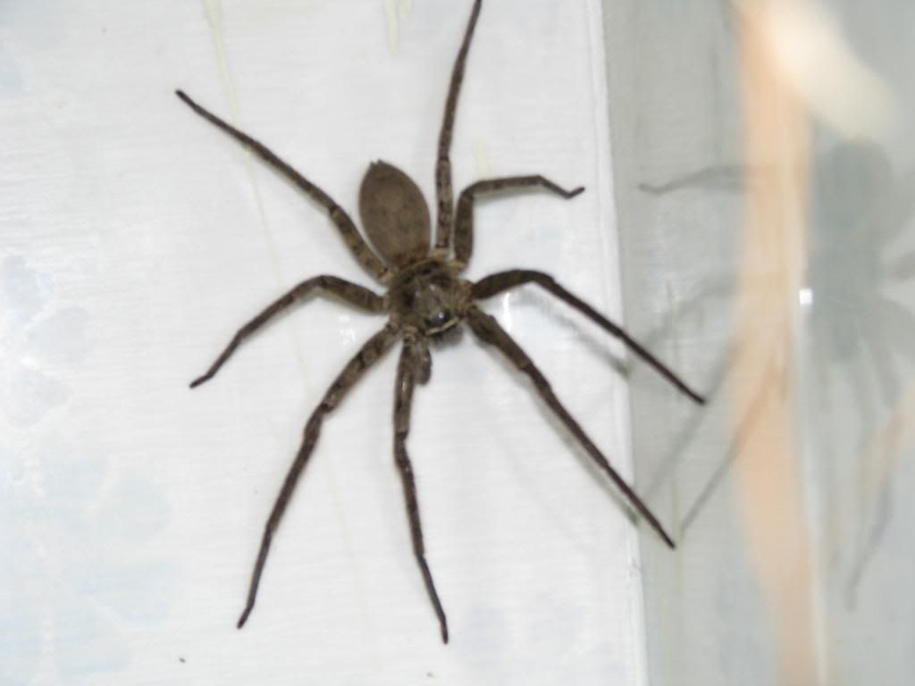 Spider_2_zps9684254c.jpg