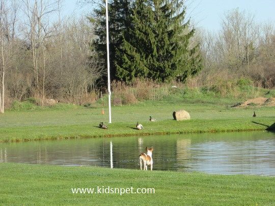 Molly the Rat Terrier is about to chase the ducks by the pond.