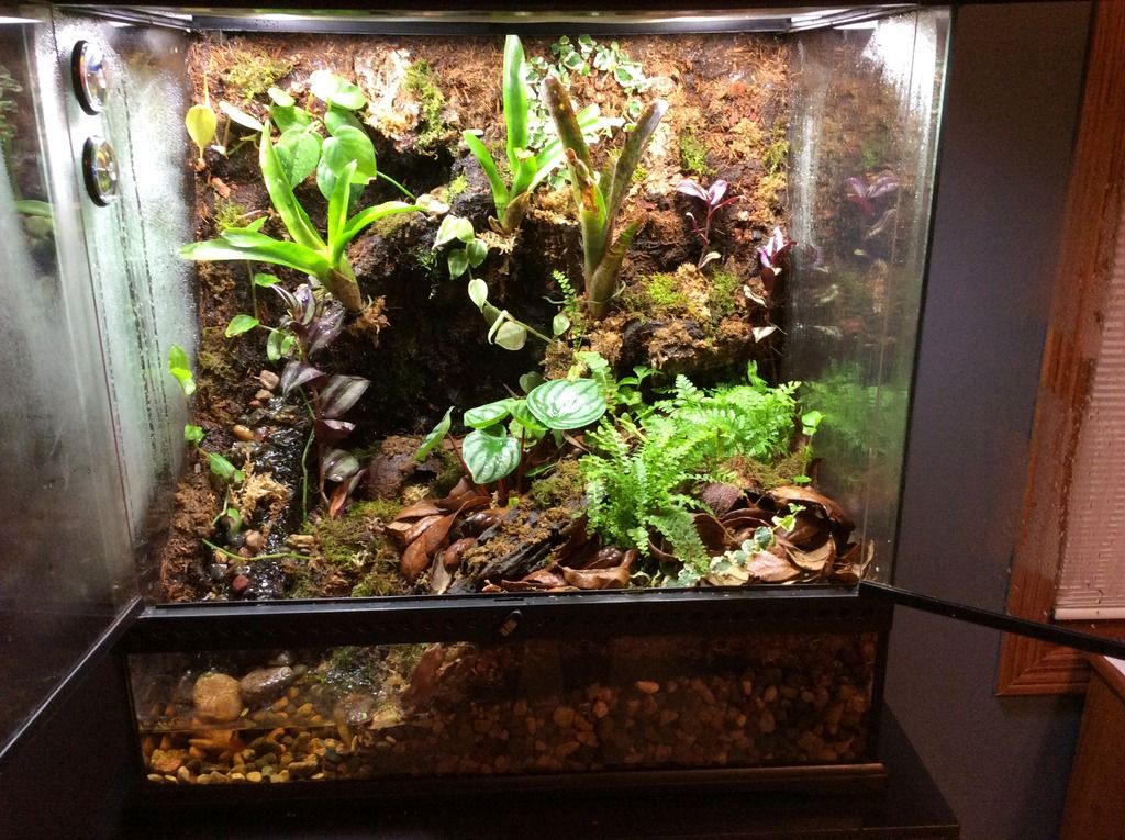 24x18x24 First Vivarium - Dendroboard