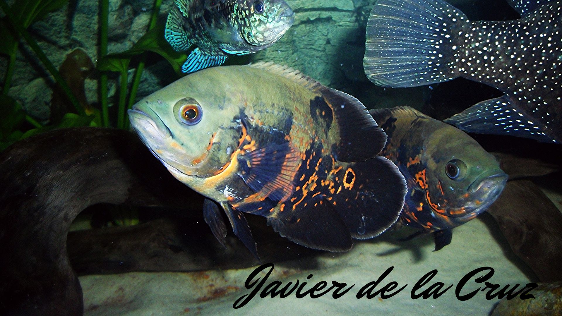 Imagen