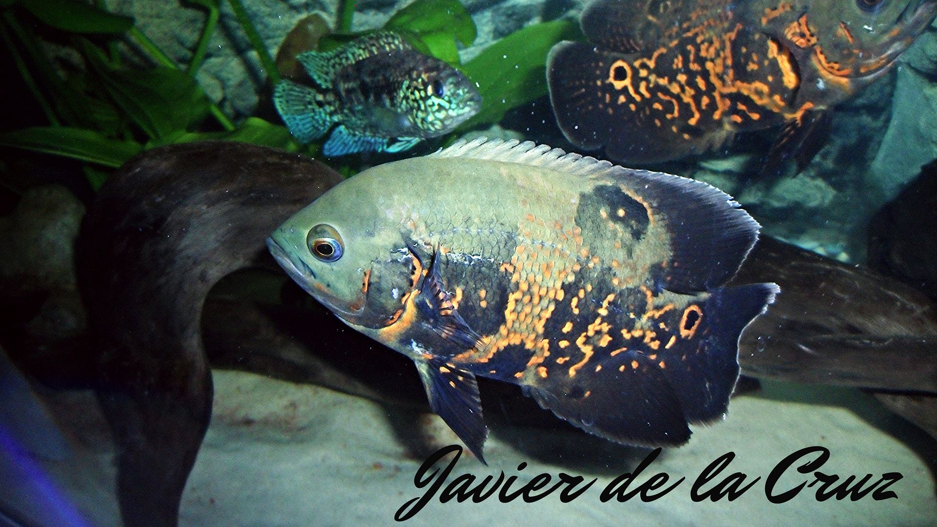 Imagen