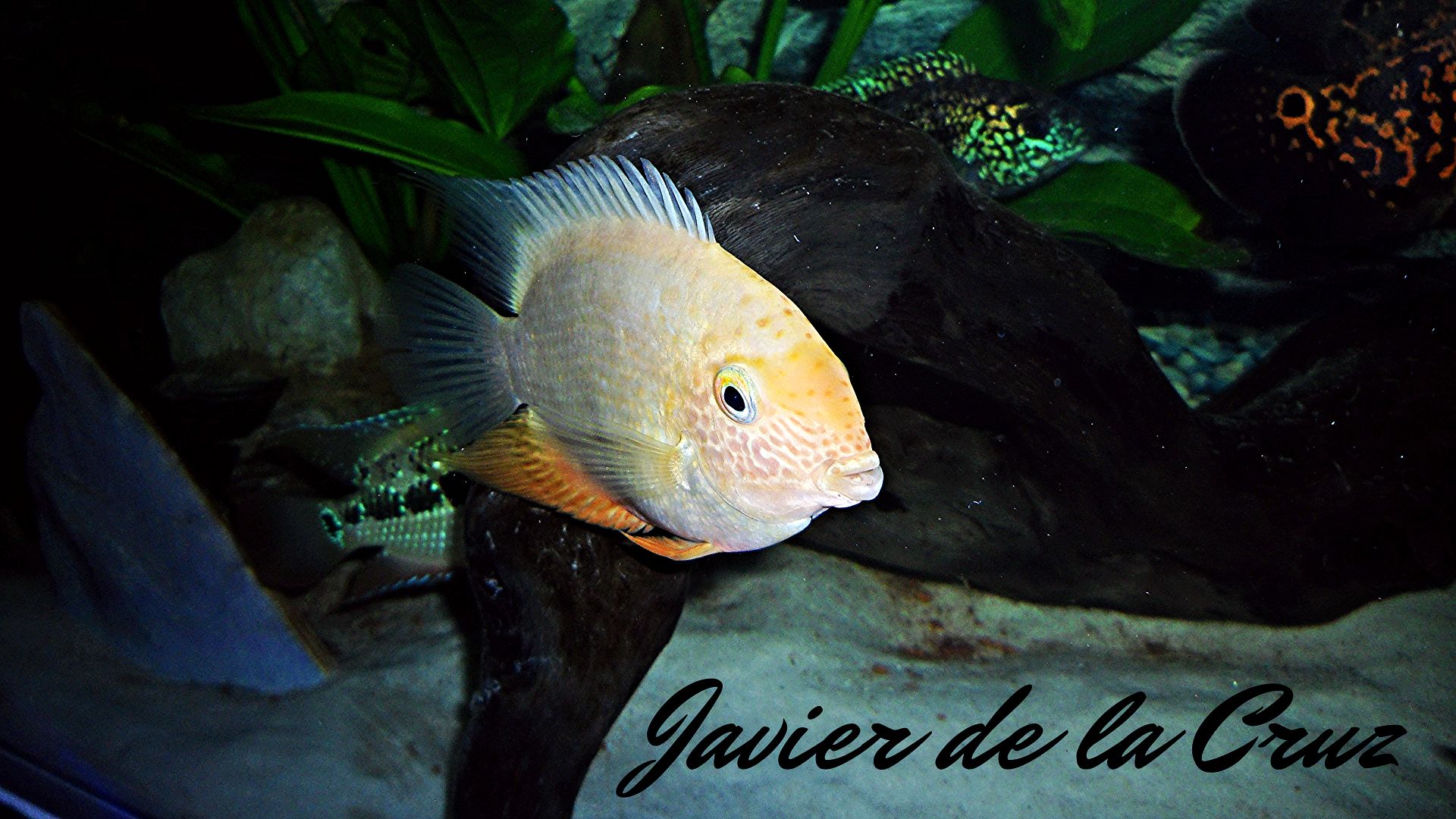 Imagen