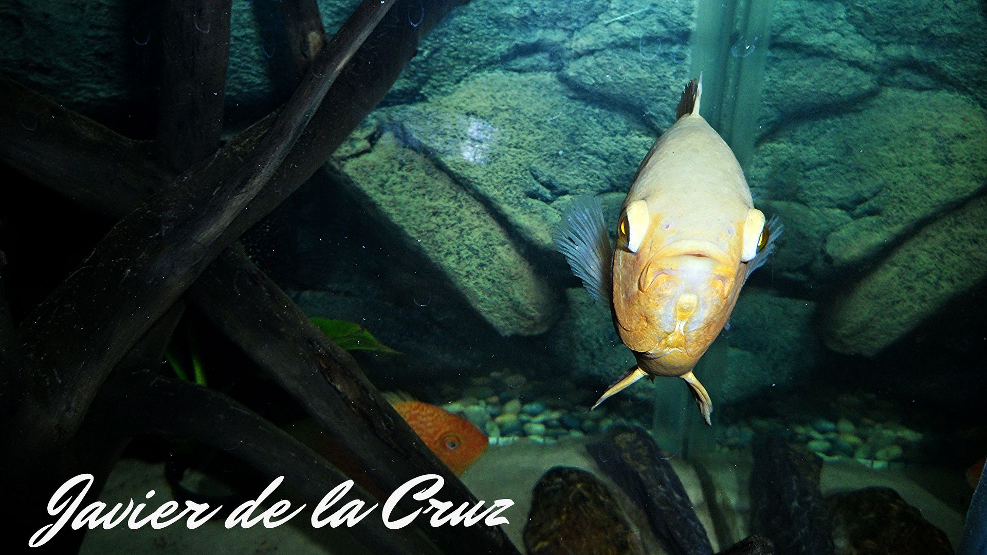 Imagen