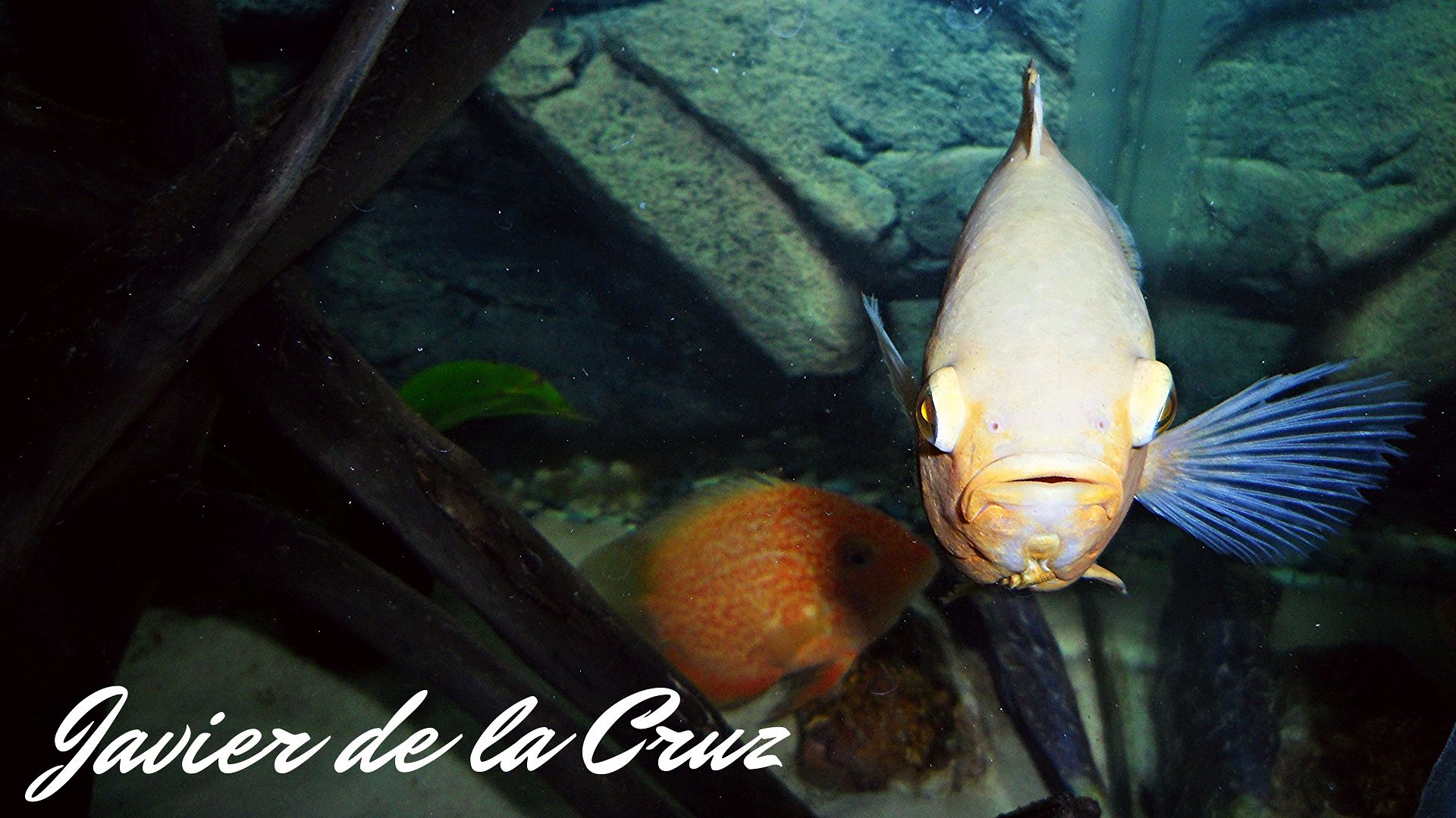 Imagen