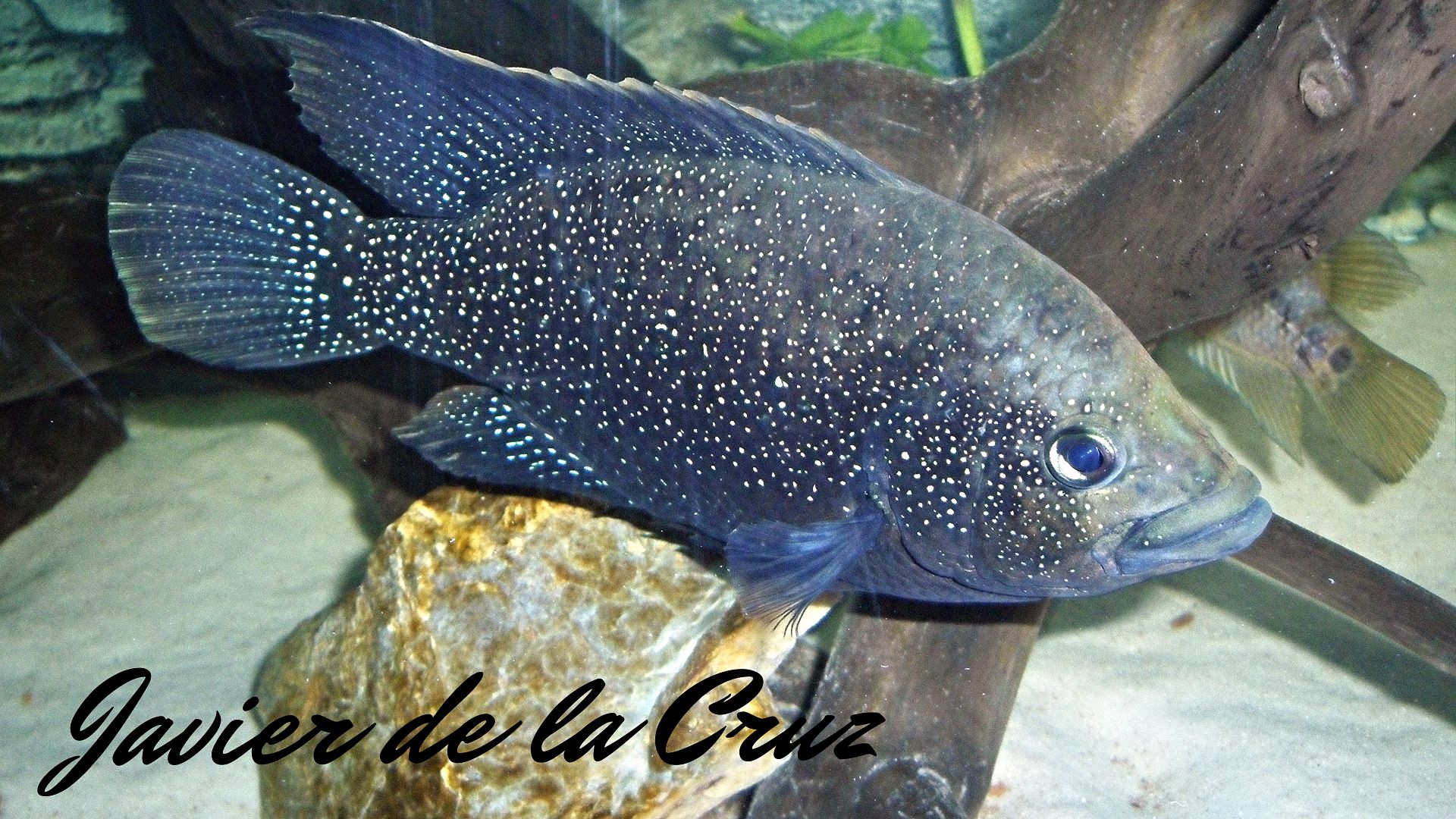 Imagen