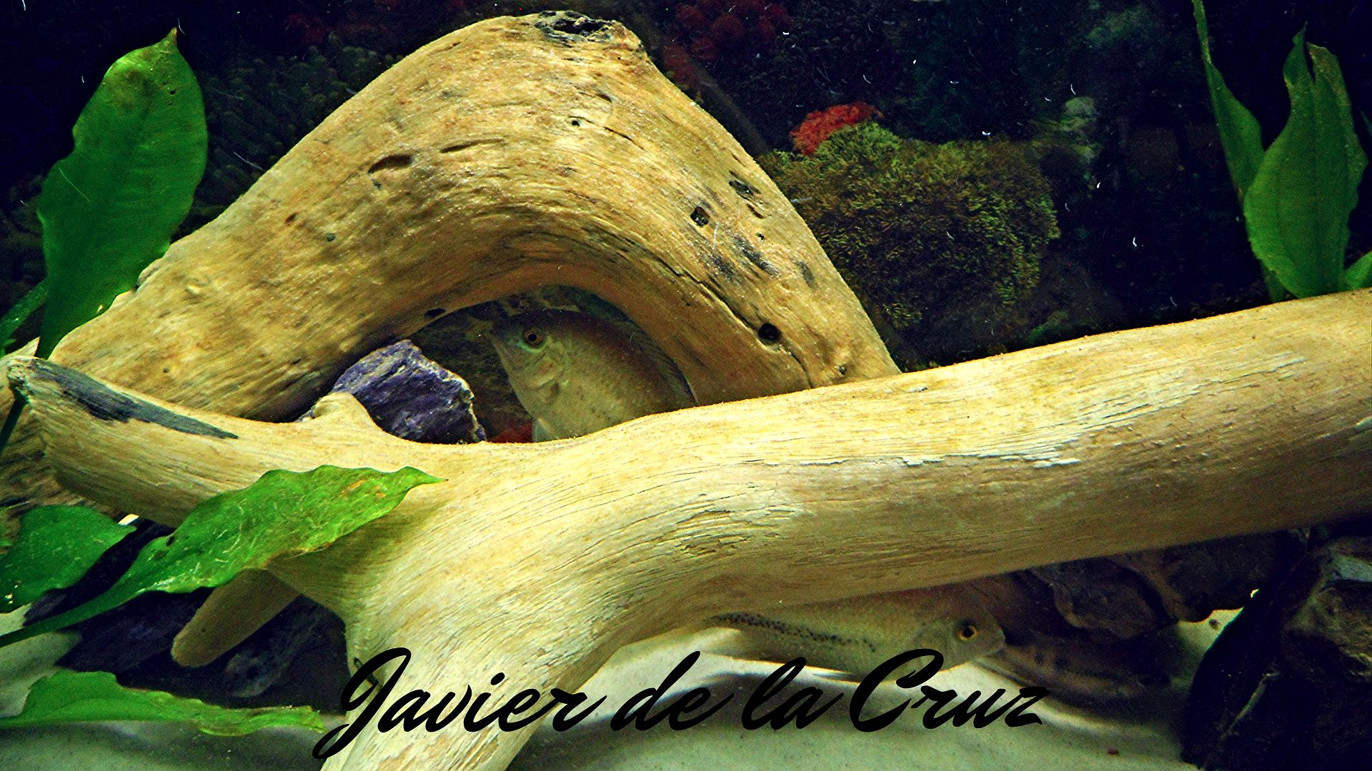Imagen