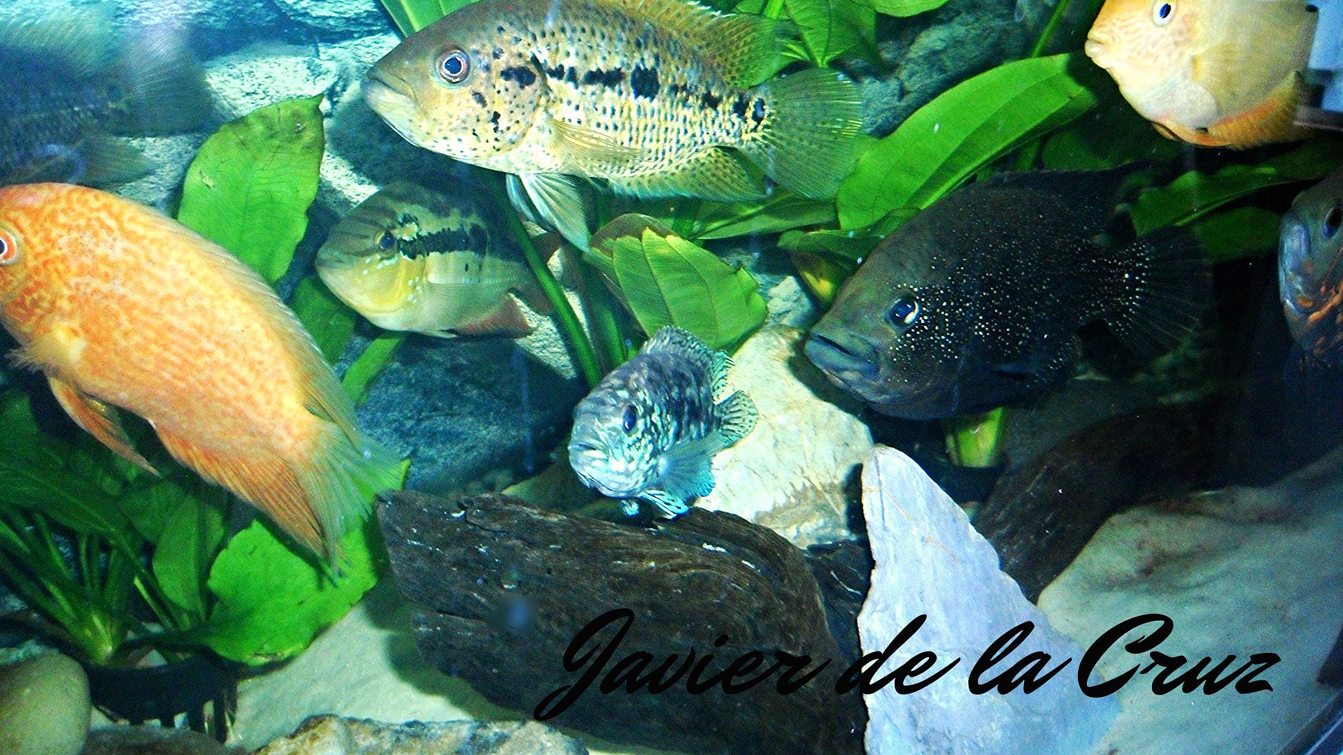 Imagen