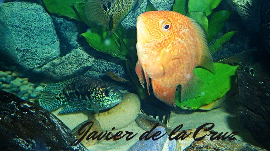 Imagen