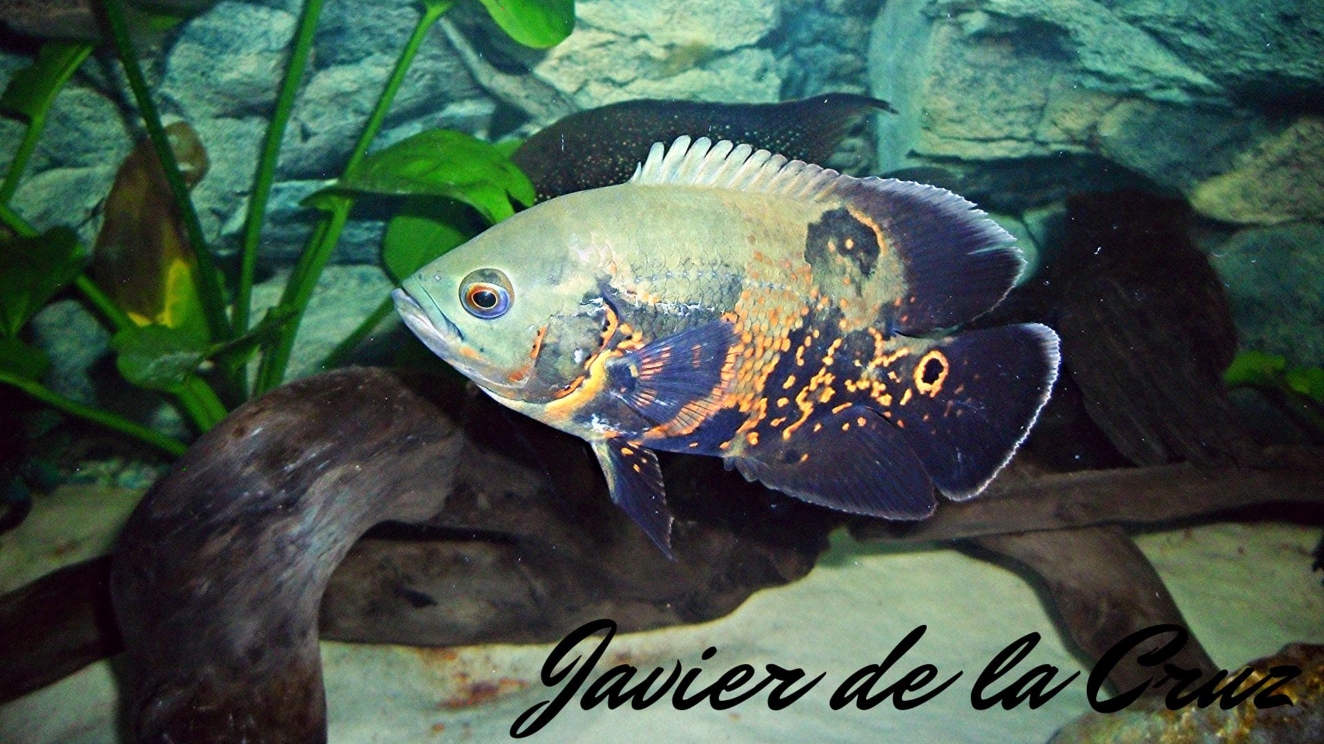 Imagen