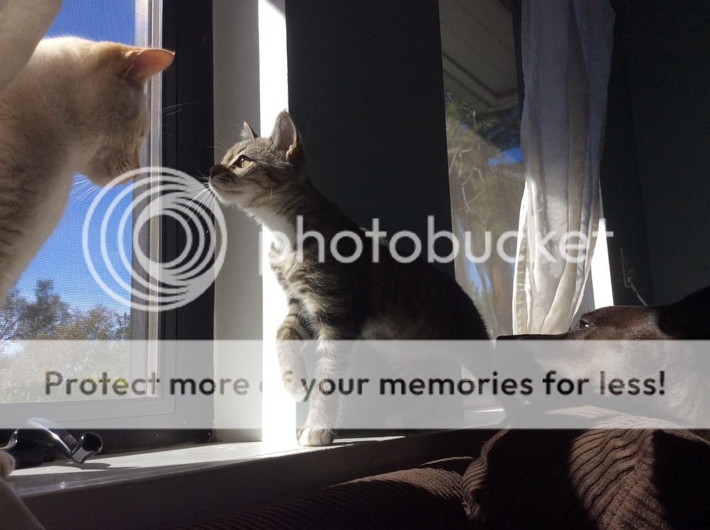 photo IMG_8628_zpseje9317sjpg