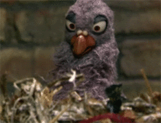photo birdpopcorn.gif